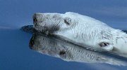 кадр из фильма Голубая бездна (Deep Blue) - 7
