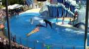 кадр из фильма Бухта (The Cove) - 1