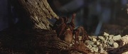 кадр из фильма Атака пауков (Eight Legged Freaks) - 2
