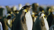 кадр из фильма Планета Земля (BBC: Planet Earth) - 70