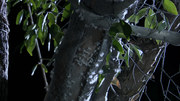 75023 thumb