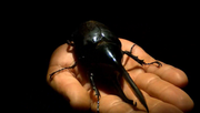 кадр из фильма Самые большие и страшные жуки в мире (The World's Biggest and Baddest Bugs) - 2