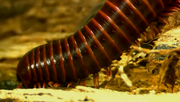 кадр из фильма Самые большие и страшные жуки в мире (The World's Biggest and Baddest Bugs) - 4