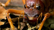 кадр из фильма Самые большие и страшные жуки в мире (The World's Biggest and Baddest Bugs) - 5