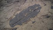 95695 thumb