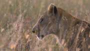 кадр из фильма Африканские кошки: Королевство смелости (African Cats) - 1