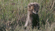 кадр из фильма Африканские кошки: Королевство смелости (African Cats) - 2