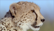 кадр из фильма Африканские кошки: Королевство смелости (African Cats) - 3