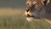 кадр из фильма Африканские кошки: Королевство смелости (African Cats) - 4