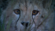 кадр из фильма Африканские кошки: Королевство смелости (African Cats) - 5
