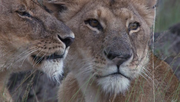 кадр из фильма Африканские кошки: Королевство смелости (African Cats) - 6