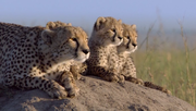 кадр из фильма Африканские кошки: Королевство смелости (African Cats) - 7