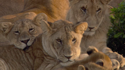 кадр из фильма Африканские кошки: Королевство смелости (African Cats) - 10