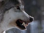 кадр из фильма Жизнь с волками (Living with Wolves) - 1