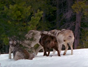 кадр из фильма Жизнь с волками (Living with Wolves) - 2