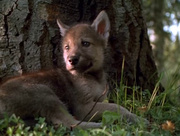 кадр из фильма Жизнь с волками (Living with Wolves) - 5