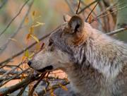 кадр из фильма Жизнь с волками (Living with Wolves) - 8