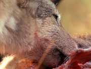 кадр из фильма Жизнь с волками (Living with Wolves) - 9
