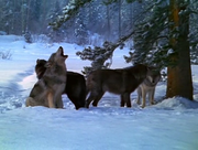 кадр из фильма Жизнь с волками (Living with Wolves) - 10