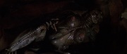 кадр из фильма Особь (Species) - 15