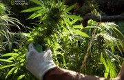 кадр из фильма Супертрава марихуана (National Geographic: Inside Marijuana) - 5