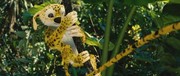 кадр из фильма Джунгли зовут! В поисках Марсупилами (Sur la piste du Marsupilami) - 4