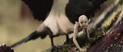 кадр из фильма Белоснежка и охотник (Snow White and the Huntsman) - 18