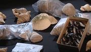 кадр из фильма На чем основана история - 6