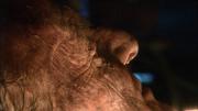 176734 thumb