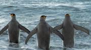 кадр из фильма Король пингвинов (The Penguin King 3D) - 2