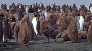 кадр из фильма Король пингвинов (The Penguin King 3D) - 4