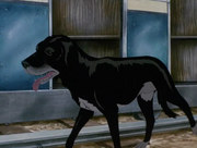 кадр из фильма Отчаянные псы (The Plague Dogs) - 5