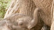 кадр из фильма BBC: Тайная жизнь слонов (BBC: The Secret Life of Elephants) - 2