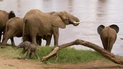 кадр из фильма BBC: Тайная жизнь слонов (BBC: The Secret Life of Elephants) - 5