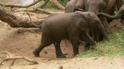 кадр из фильма BBC: Тайная жизнь слонов (BBC: The Secret Life of Elephants) - 7