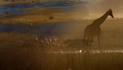 кадр из фильма Nature: Необычный документальный фильм про уток (An Original DUCKumentary) - 2