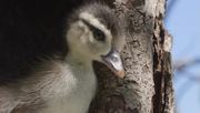 кадр из фильма Nature: Необычный документальный фильм про уток (An Original DUCKumentary) - 4