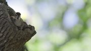 кадр из фильма Nature: Необычный документальный фильм про уток (An Original DUCKumentary) - 5