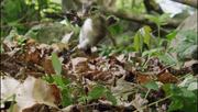 кадр из фильма Nature: Необычный документальный фильм про уток (An Original DUCKumentary) - 9