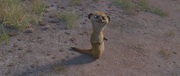 кадр из фильма Кумба/ Король сафари (Khumba) - 7