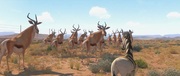 кадр из фильма Кумба/ Король сафари (Khumba) - 10