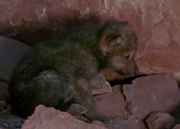 кадр из фильма Легенда о Лобо (The Legend of Lobo) - 1