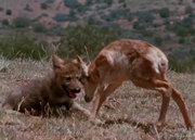 кадр из фильма Легенда о Лобо (The Legend of Lobo) - 2