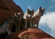 кадр из фильма Легенда о Лобо (The Legend of Lobo) - 3