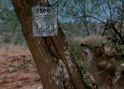 кадр из фильма Легенда о Лобо (The Legend of Lobo) - 5