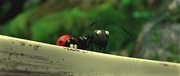 кадр из фильма Букашки. Приключение в Долине муравьев (Minuscule - La vallee des fourmis perdues) - 3