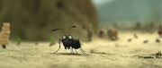 кадр из фильма Букашки. Приключение в Долине муравьев (Minuscule - La vallee des fourmis perdues) - 5