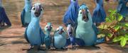 кадр из фильма Рио 2 (Rio 2) - 24
