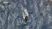 кадр из фильма В поисках морского суперхищника (The Search for the Ocean's Super Predator) - 5