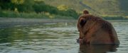 кадр из фильма Земля медведей (Terre des ours) - 3